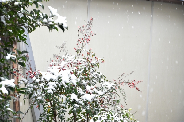 2019-02-11 雪の日の後楽園 003.JPG