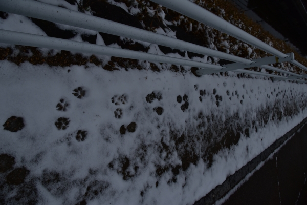 2019-02-11 雪の日の後楽園 145.JPG