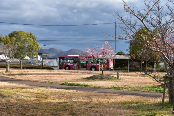 2019-03-04 飛行場公園の河津 078.JPG