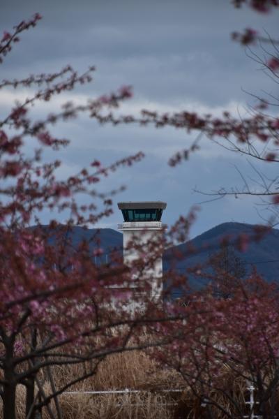 2019-03-04 飛行場公園の河津 010.JPG