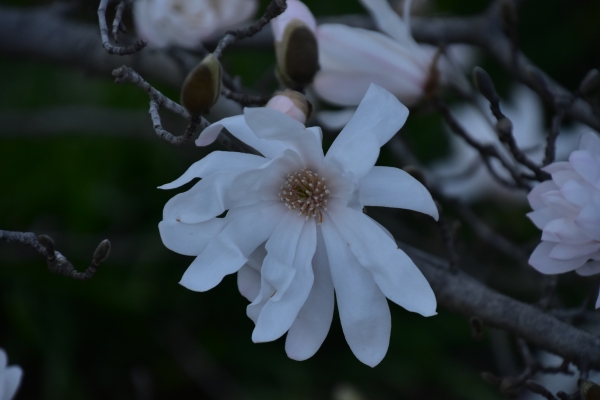2019-03-22 春の花 003.JPG