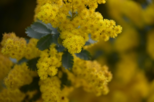 2019-03-22 春の花 007.JPG