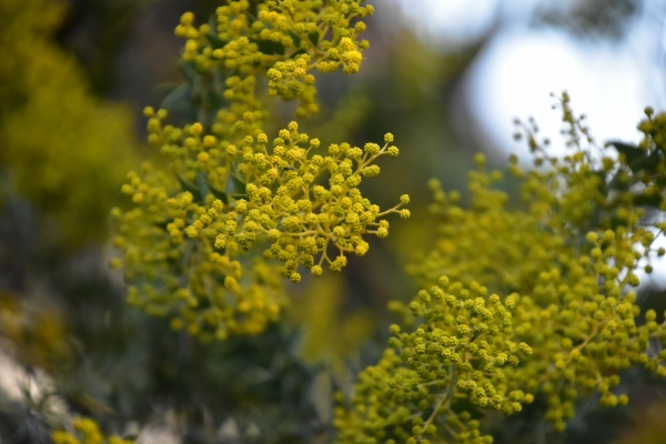 2019-03-22 春の花 015.JPG