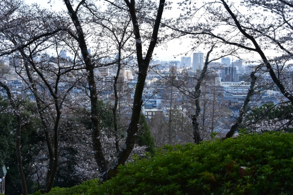 2019-04-01 南輝の桜 274.JPG