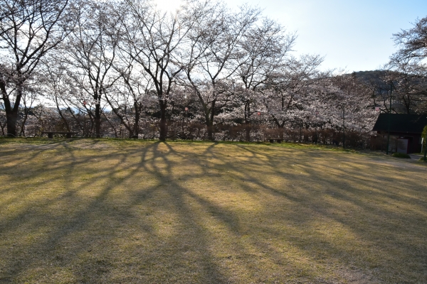 2019-04-01 南輝の桜 300.JPG