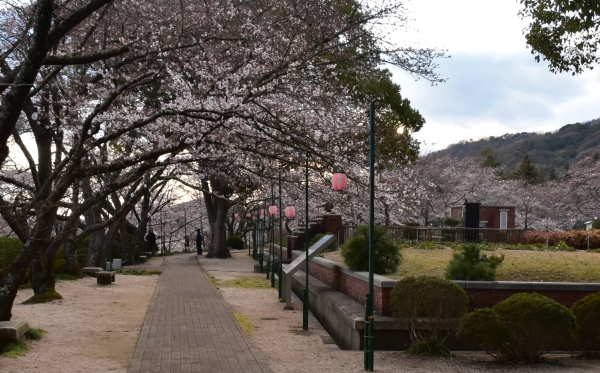 2019-04-01 南輝の桜 450.JPG