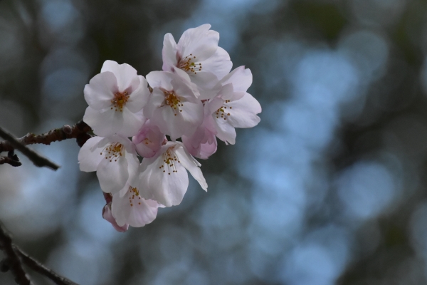 2019-04-01 南輝の桜 458.JPG