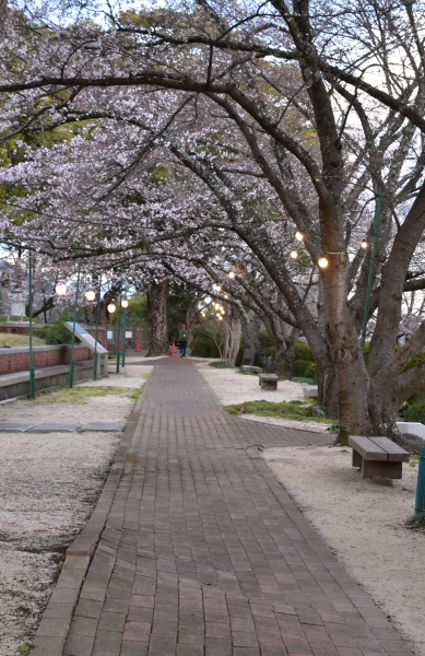 2019-04-01 南輝の桜 503.JPG
