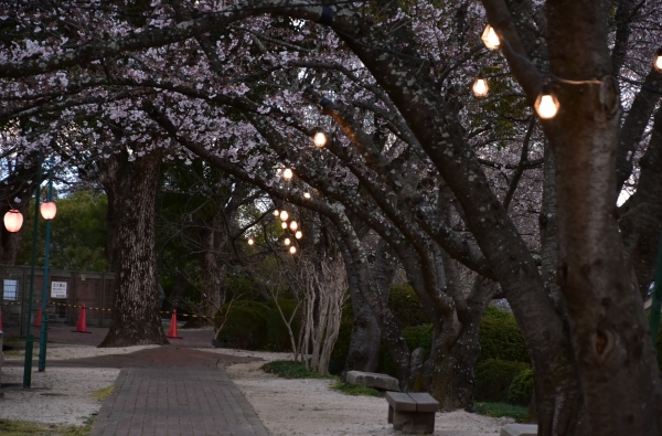 2019-04-01 南輝の桜 505.JPG