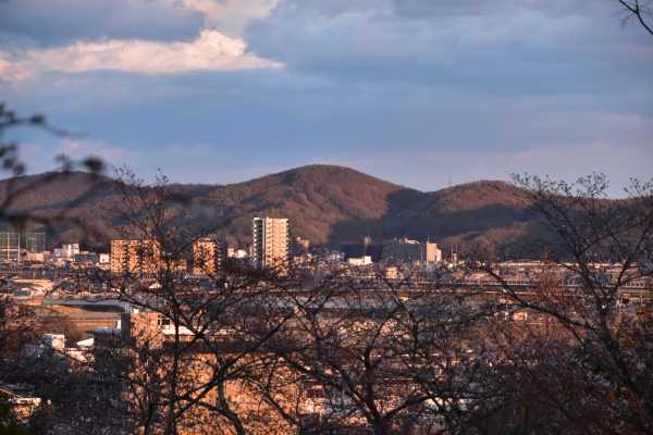 2019-04-01 南輝の桜 513.JPG