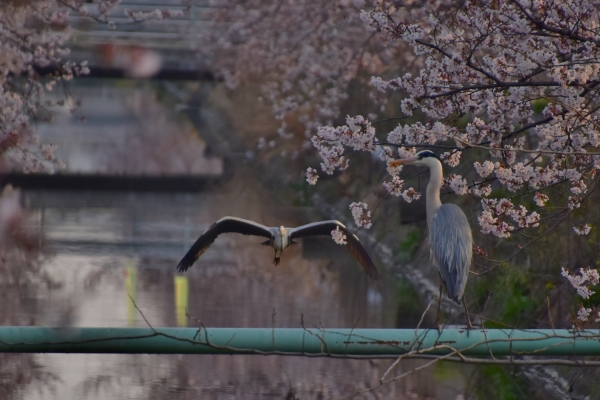 2019-04-06 二丁目の桜 016.JPG