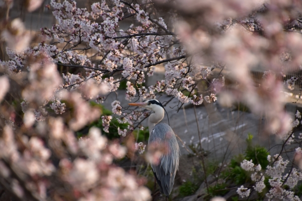 2019-04-06 二丁目の桜 026.JPG