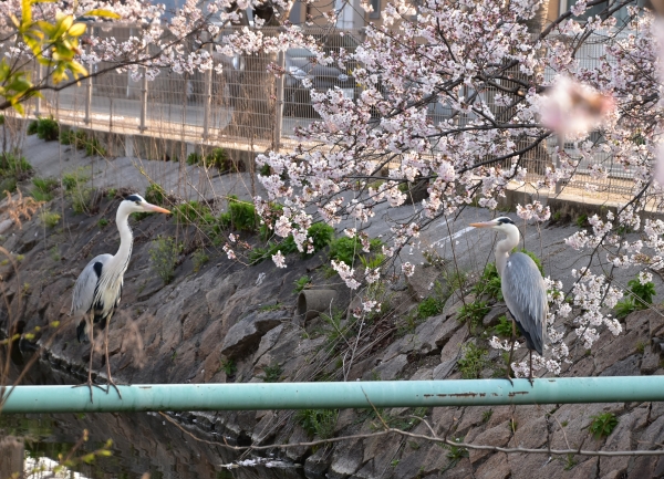2019-04-06 二丁目の桜 027.JPG
