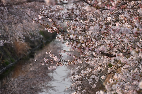 2019-04-06 二丁目の桜 056.JPG