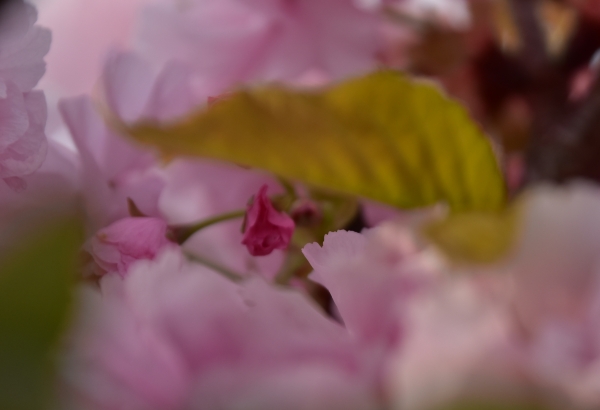 2019-04-23 八重桜 014.JPG