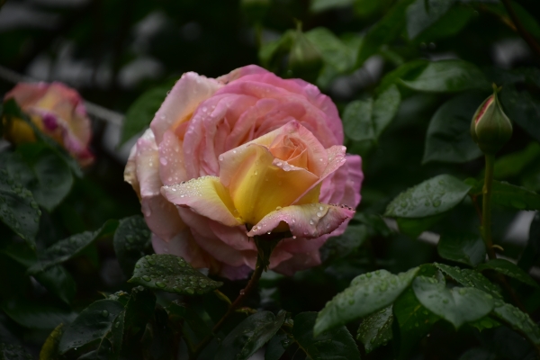 2019-04-30 バラ 005.JPG