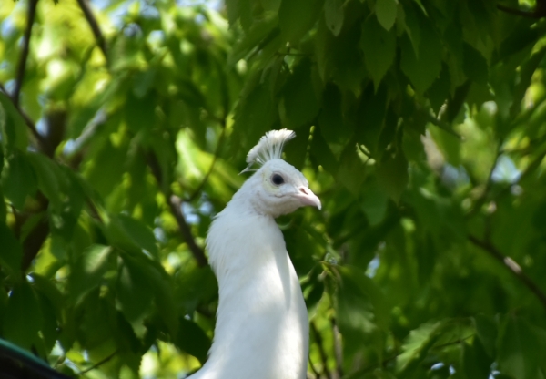 2019-05-04 宇野港、渋川動物公園 077.JPG