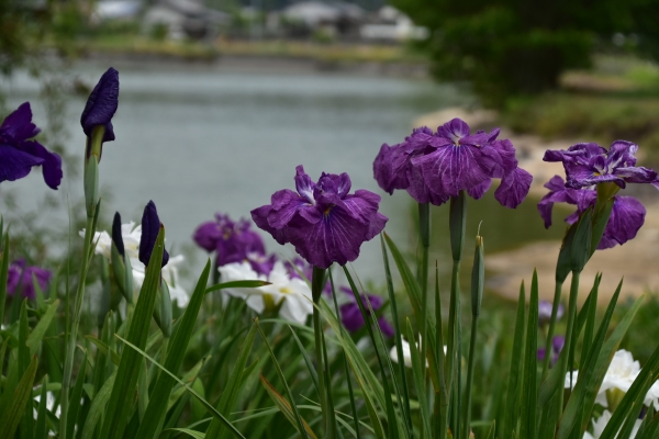 2019-06-14 山田菖蒲園 020.JPG