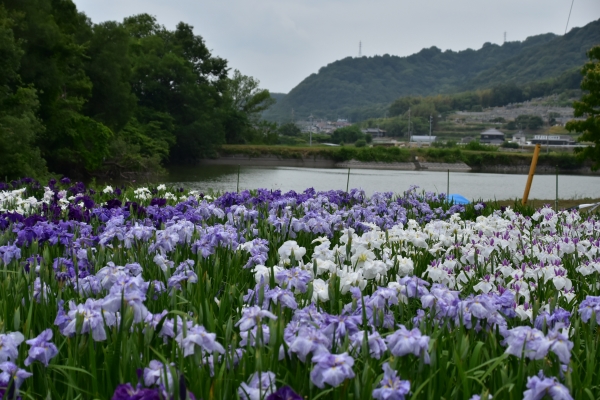 2019-06-14 山田菖蒲園 082.JPG