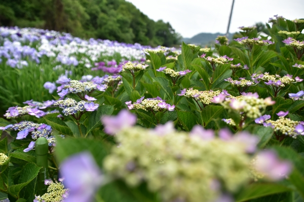 2019-06-14 山田菖蒲園 086.JPG