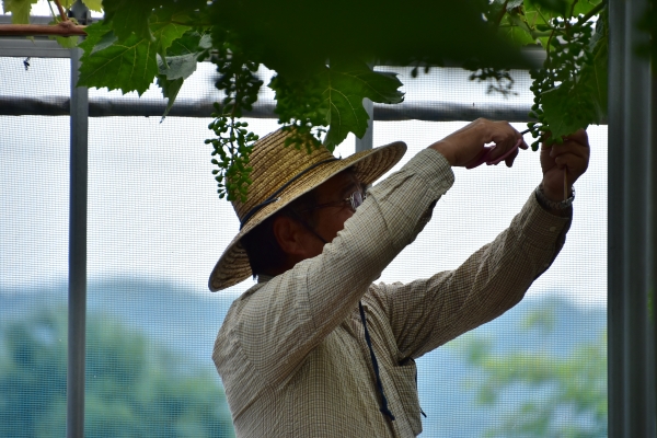2019-06-14 山田菖蒲園 030.JPG