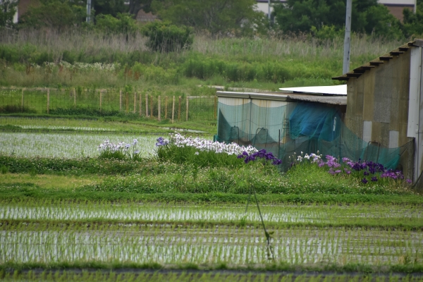 2019-06-14 山田菖蒲園 092.JPG