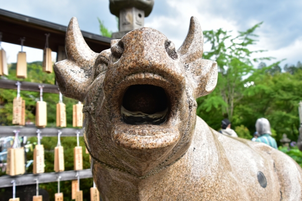 2019-06-16 京都三室戸寺 050.JPG