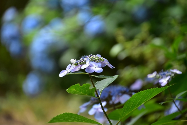 2019-06-29 064.JPG