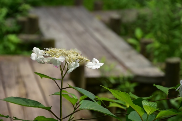 2019-06-29 108.JPG