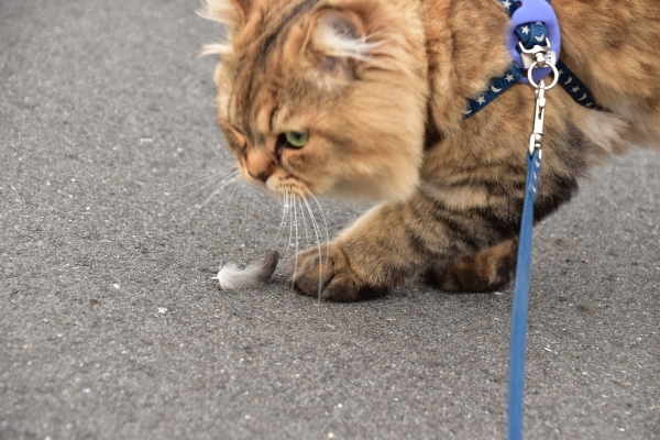 2019-08-22 散歩のネコ 001.JPG