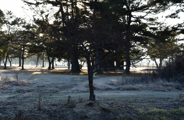 2020-01-06 Ä«¤Î»¶Êâ 026.JPG