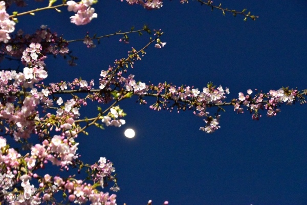 2020-03-06 ¥«¥¤¥È¡¦¥«¥Ê¥È¡¦ 175.JPG