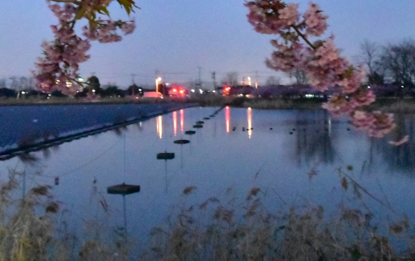 2020-03-06 ¥«¥¤¥È¡¦¥«¥Ê¥È¡¦ 211.JPG