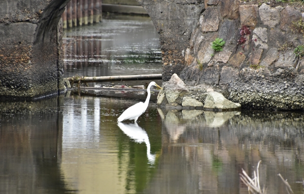 2020-03-28 餯 045.JPG