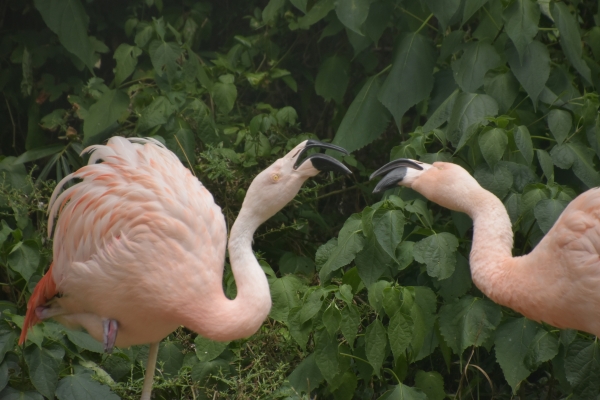 2020-09-14 池田動物園 085.JPG