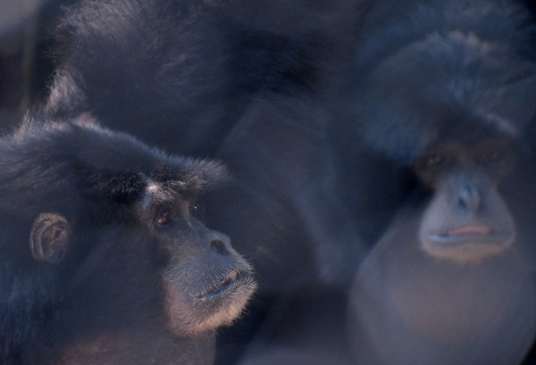 2020-09-14 池田動物園 007.JPG