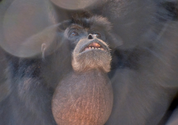 2020-09-14 池田動物園 012.JPG