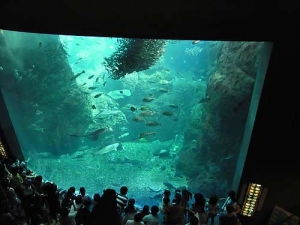 大水槽