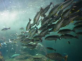 魚の群れ