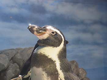 ペンギン01