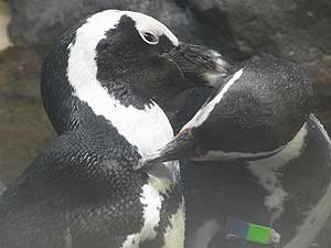 ペンギンラブラブ