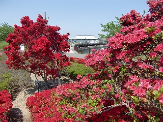 百年公園つつじ