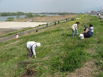筑後川つくし採り