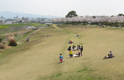 高良川さくら堤