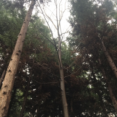 広葉樹植林の特徴とコツ 土壌 気候 水 光 八戸市森林組合のブログ