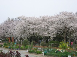 公園の桜