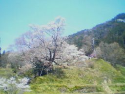 仏隆寺の桜