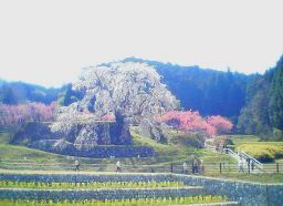 本郷の瀧桜