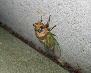 羽化して空蝉から離れた蝉