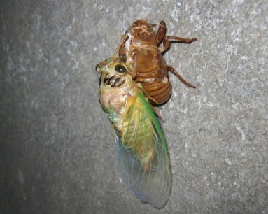 羽化した蝉、横から